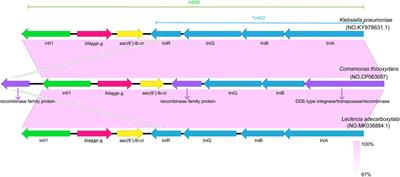 Emergence of IMP-8-Producing Comamonas thiooxydans Causing Urinary Tract Infection in China